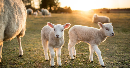 Lambs in a field in front of a sunset.