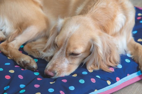 Dog Beds