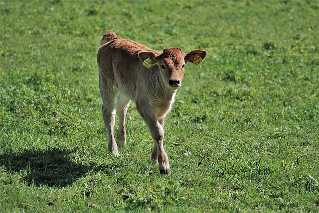 Calf Rearing
