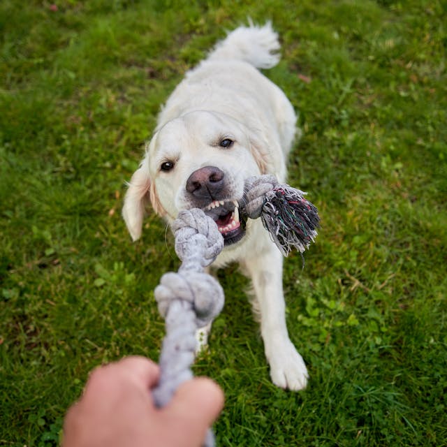 Dog Toys