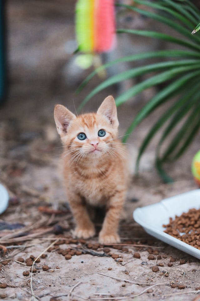 Cat Food