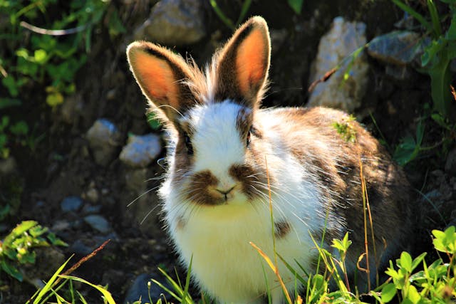 Small Pet Food