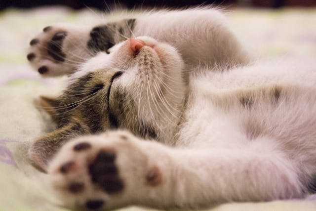 Cat Wormers & Flea Treatment