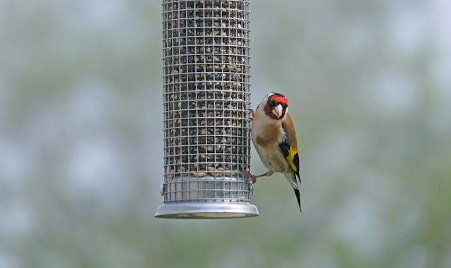 Birds