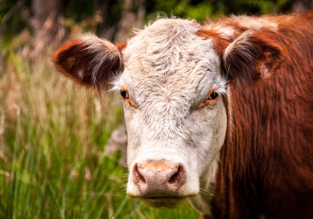 Livestock Products & Equipment Tools