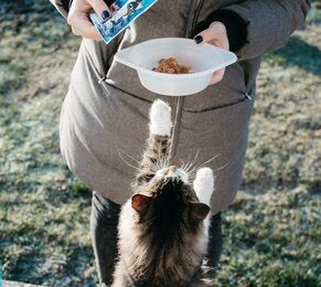 Cheap Cat Food
