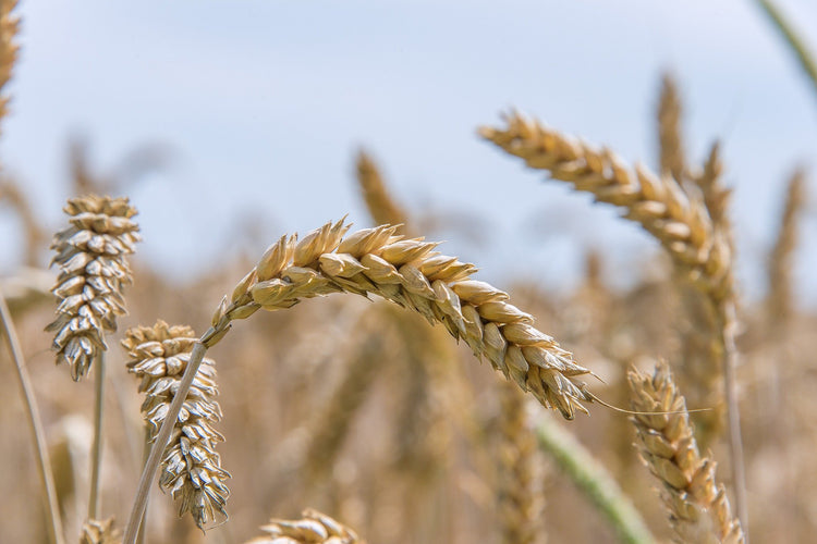 Wheat Free Pet Food
