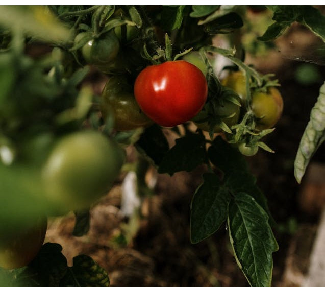 Plant Feed & Fertiliser