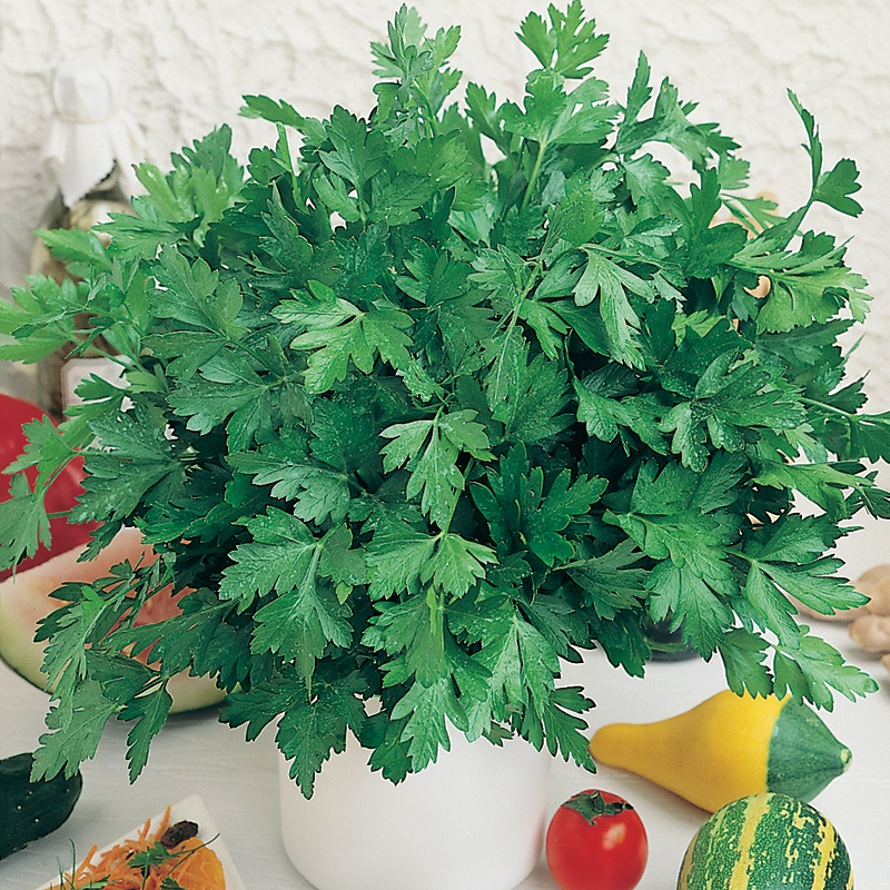 Parsley Plain Leaved Seeds