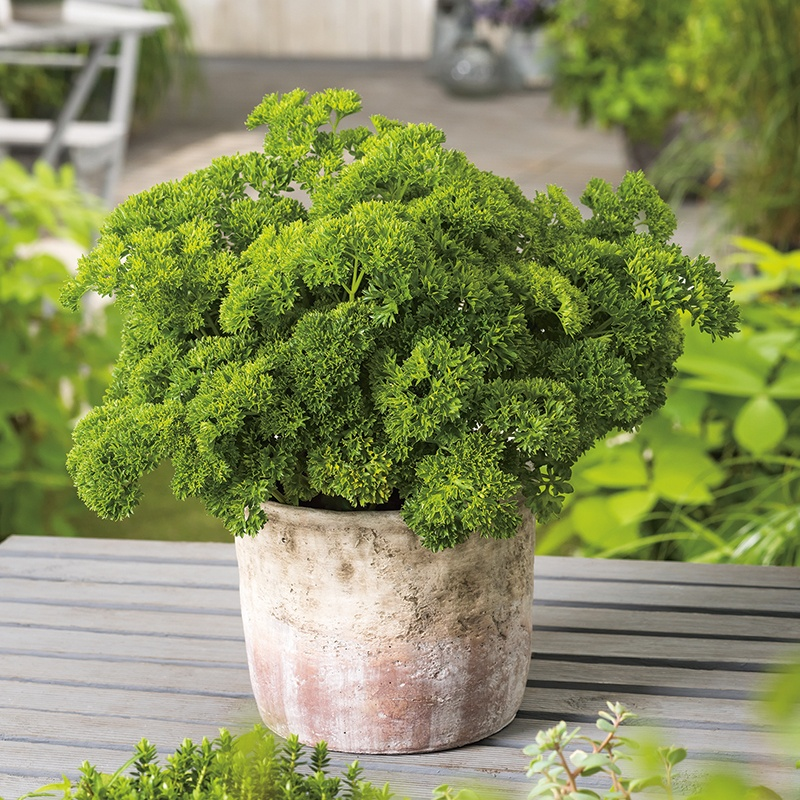 Parsley Moss Curled 2 Seeds