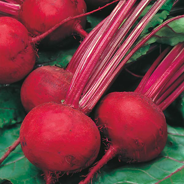 Beetroot Boltardy 250 Seeds