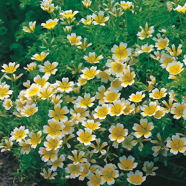 Poached Egg Plant Seeds