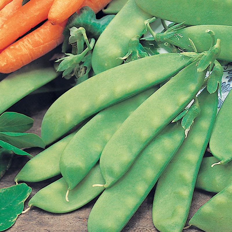 Pea Magnetout Seeds