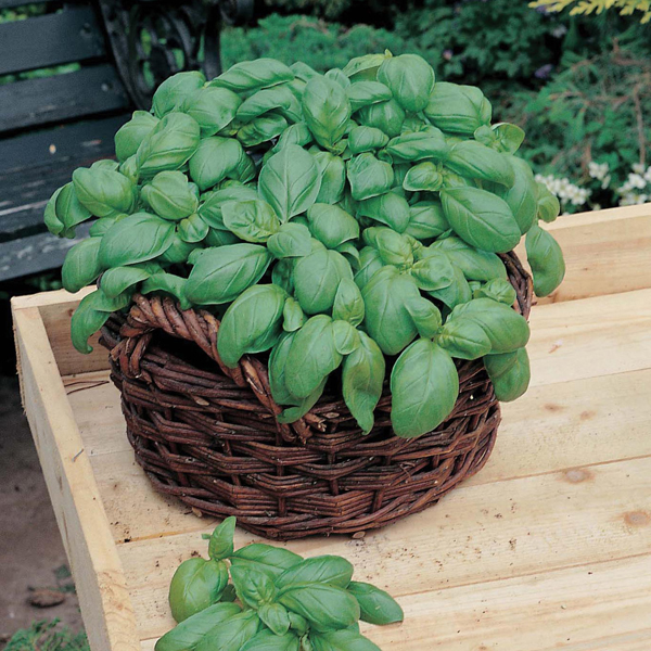 Basil Sweet 450 Seeds