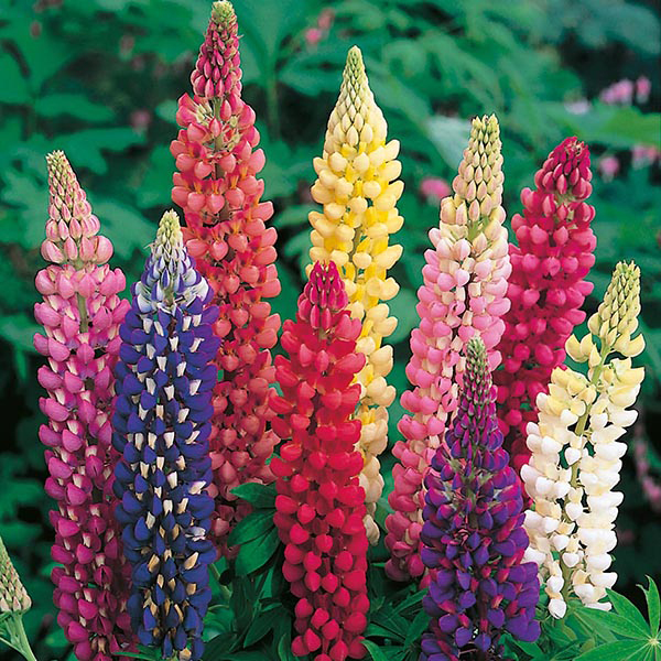 Lupin Russel Mixed Seeds