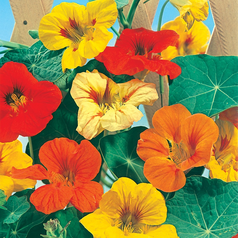 Nasturtium Tall Single Mixed Seeds