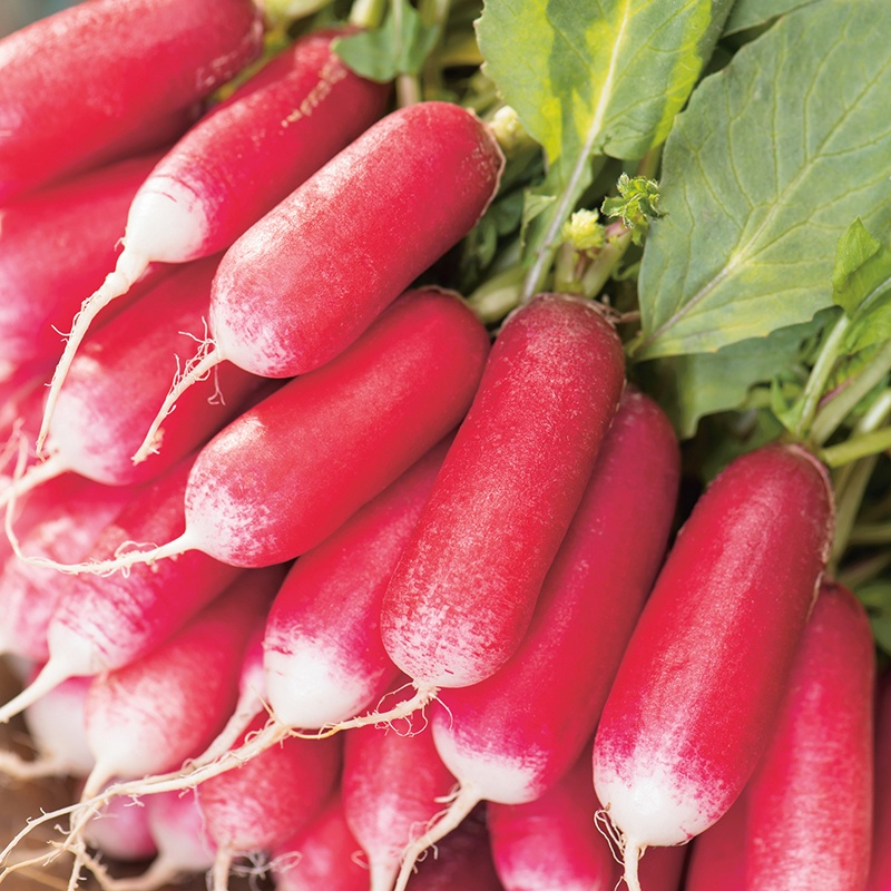 Radish French Breakfast Seeds