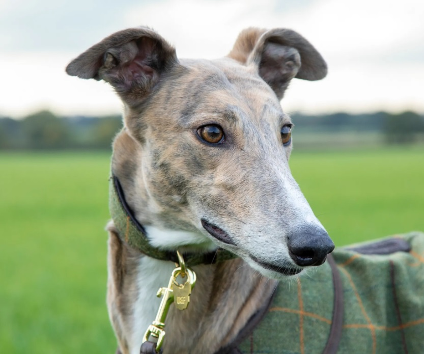 Digby & Fox Tweed Greyhound Collar