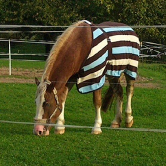 HS Horse & Pony 1 Acre