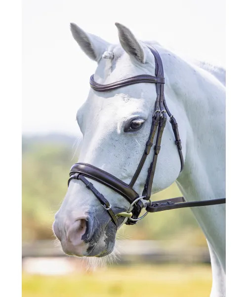 Rapida Flash Bridle HAVANA
