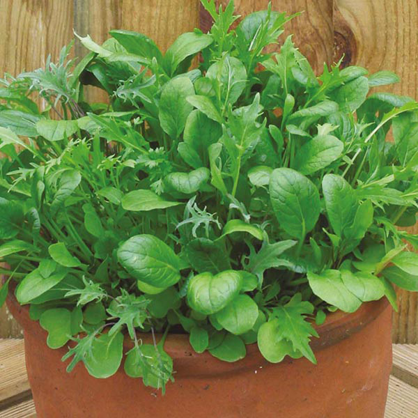 Mixed Salad Leaves Seeds