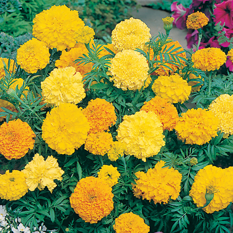 Marigold Double Seeds