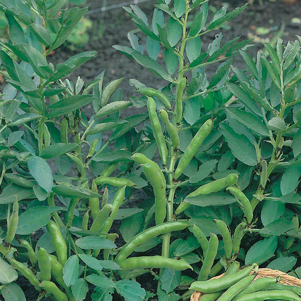 Broad Bean The Sutton 35 Seeds