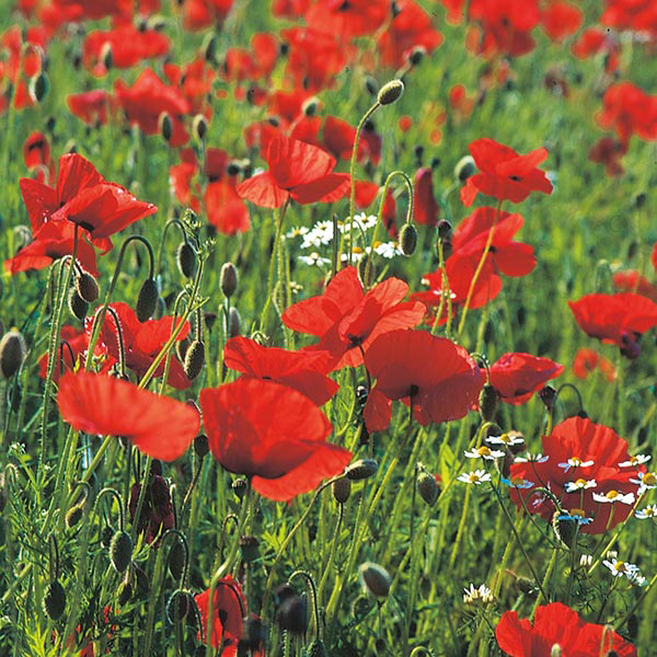 Poppy Wildflower Seeds
