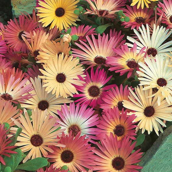Mesembryanthemum Mixed Seeds