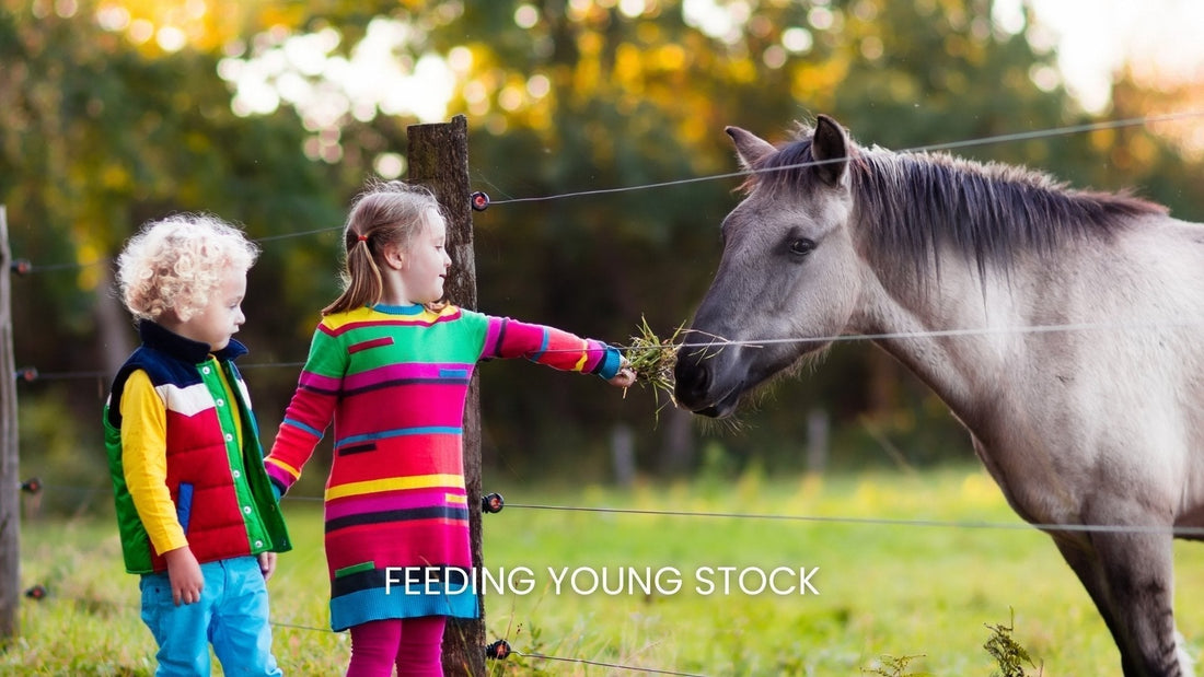 Feeding Youngstock