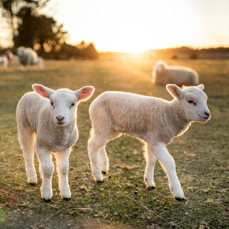 Lambing Supplies