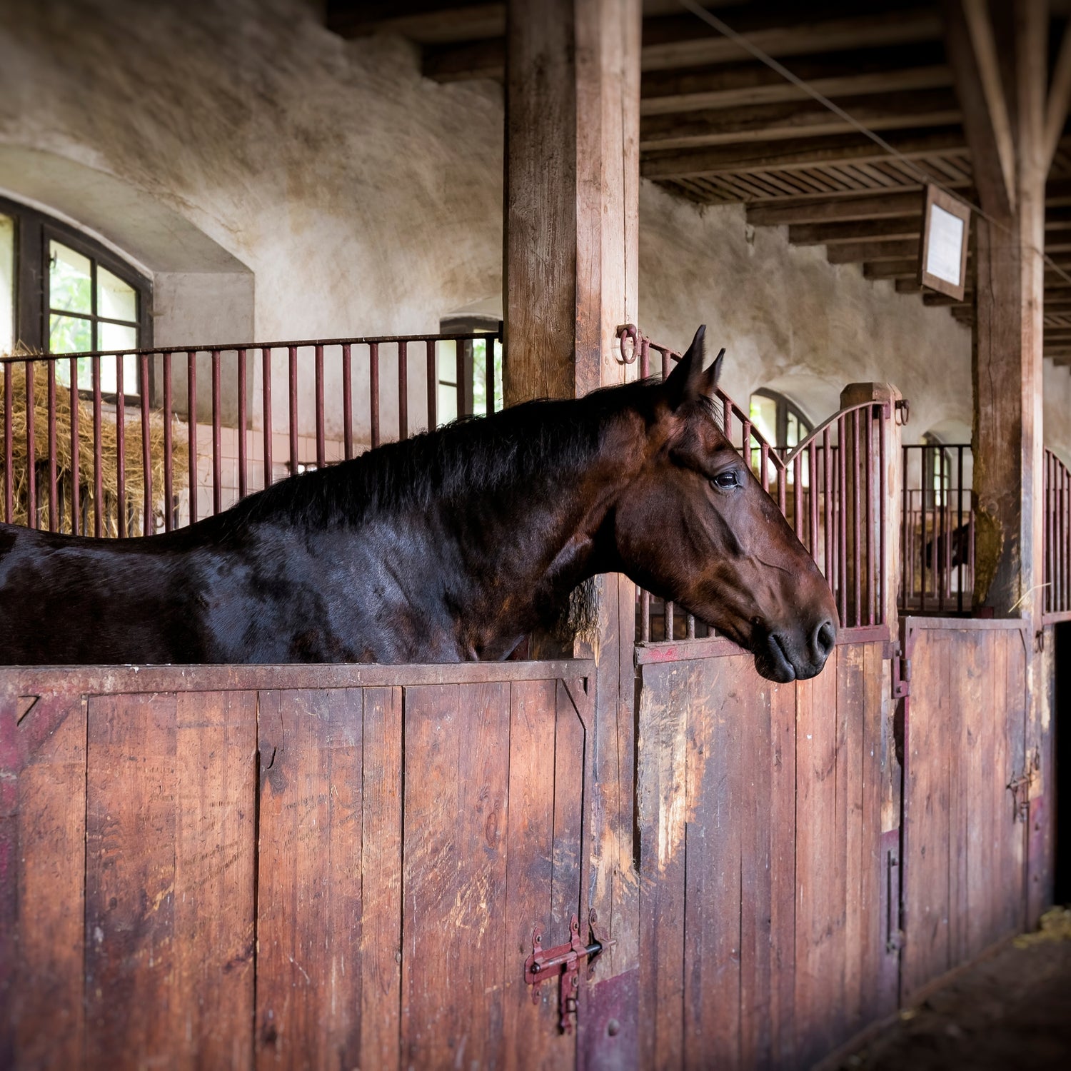 Horse & Stable