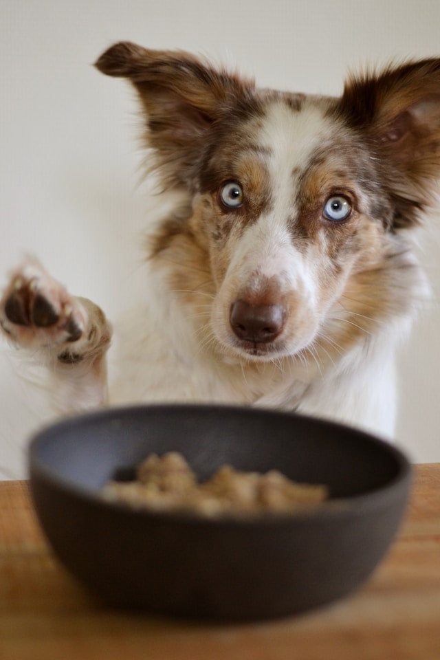High Protein Dog Food