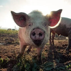 Bedding Pigs