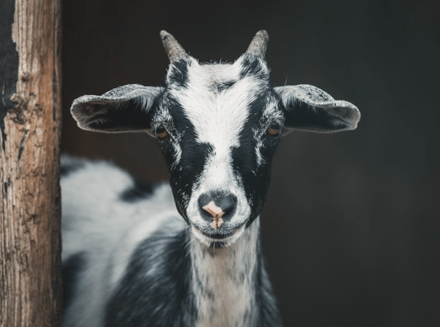Goats