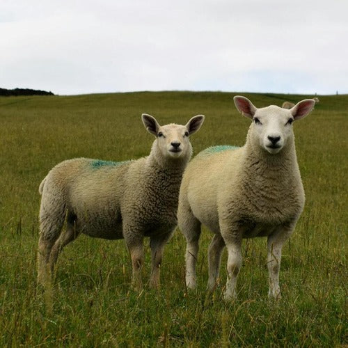 Store Lambs