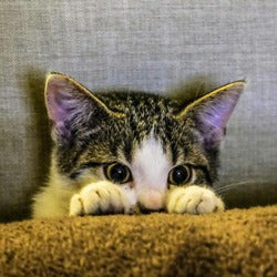 Cat Health & Supplements