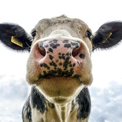 Cattle Feed