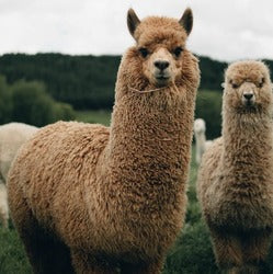 Bedding for Llamas and Alpacas