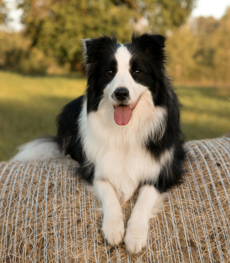 Working Dog Food