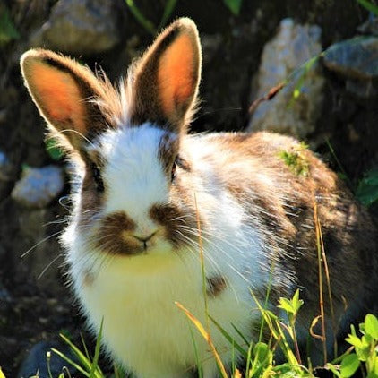 Rabbit and Guinea Pig Starter Kit