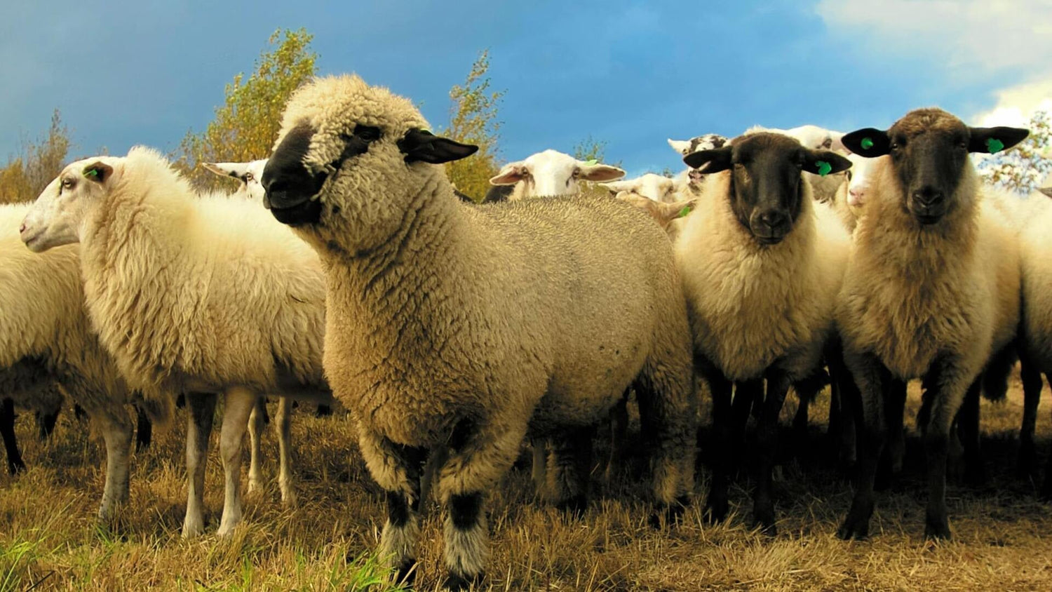 Minerals and Vitamins Sheep