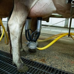 Dairy Chemicals
