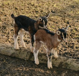 Bedding Goats