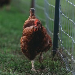 Poultry Fencing