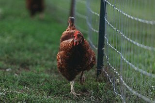 Hen Starter Kit