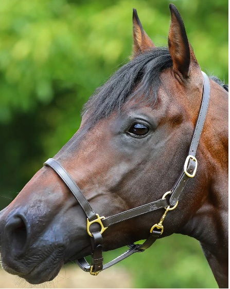 Premier Equine Pasco Plain Leather Headcollar Brown
