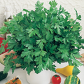 Parsley Plain Leaved Seeds