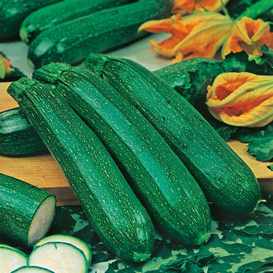 Courgette All Green Seeds