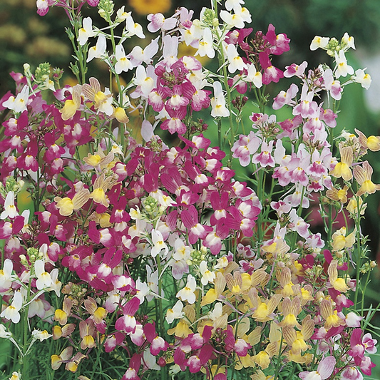 Linaria Fairy Bouquet Seeds